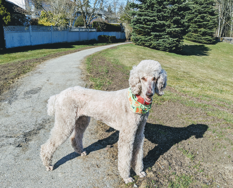 Illustration for article titled On Dogs - Update: news & photos
